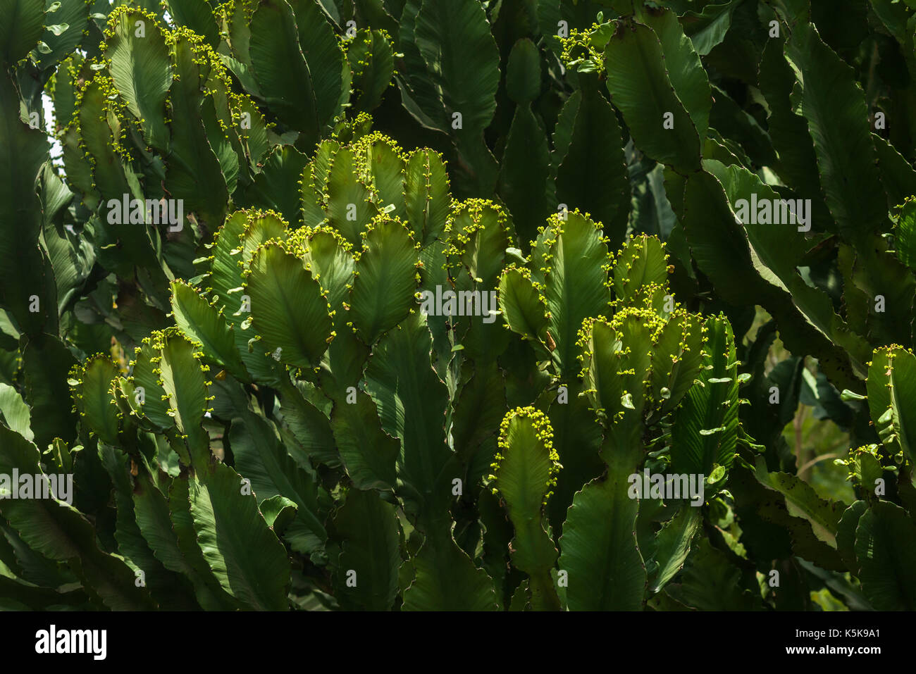 Candelabra tree (Euphorbia candelabrum) branches, Nairobi, Kenya Stock Photo