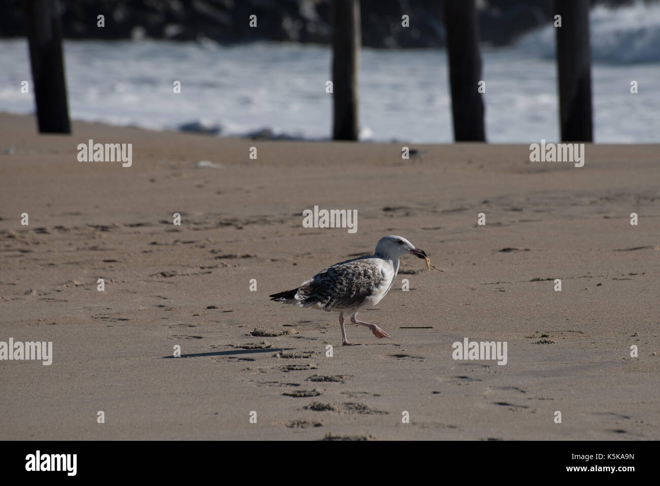 Seagull walking along the beach carrying food. Stock Photo