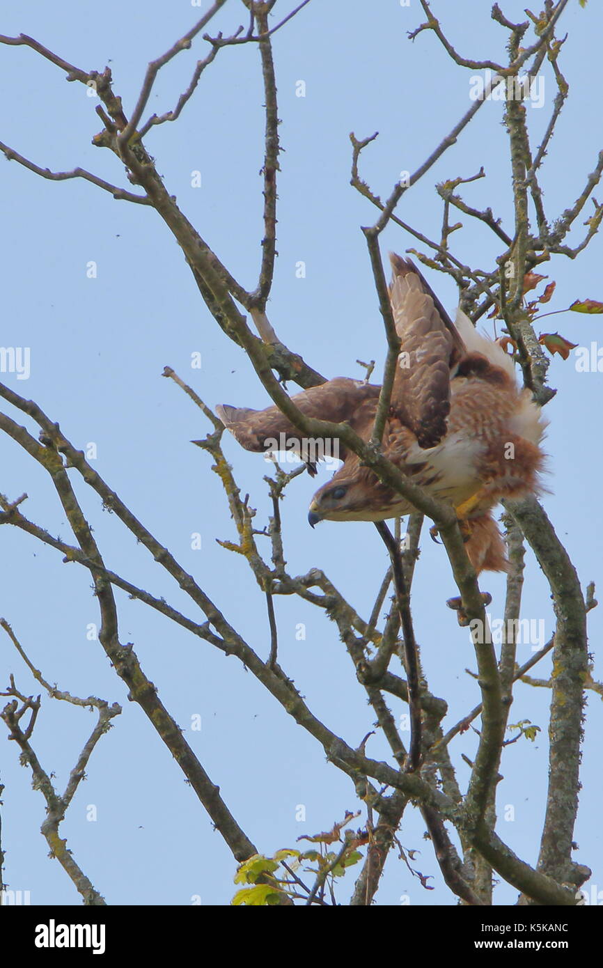 Crash landing; buzzard,buteo buteo, inelegant landing in a tree near St