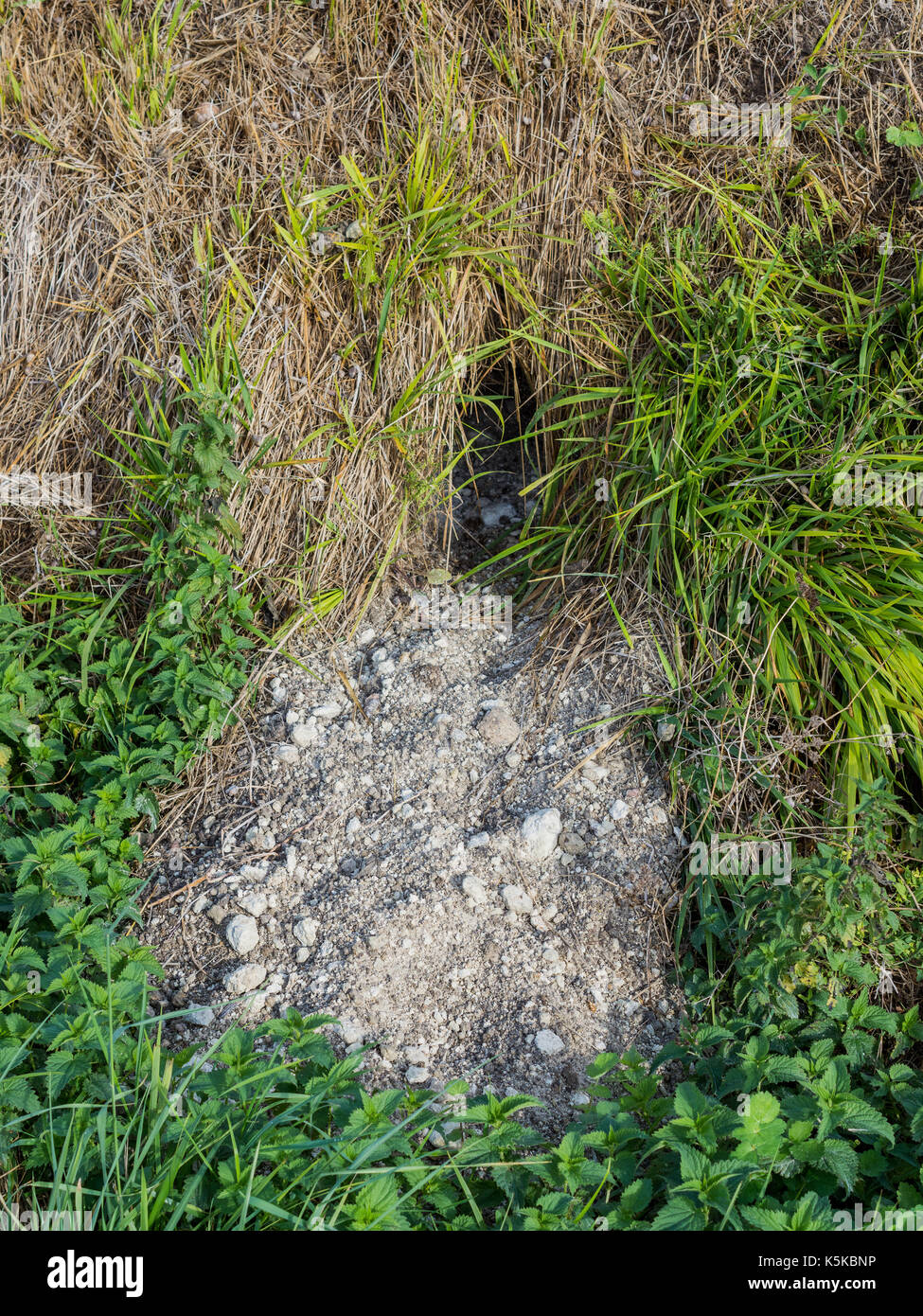 Rabbit hole opening with fresh earth. Stock Photo