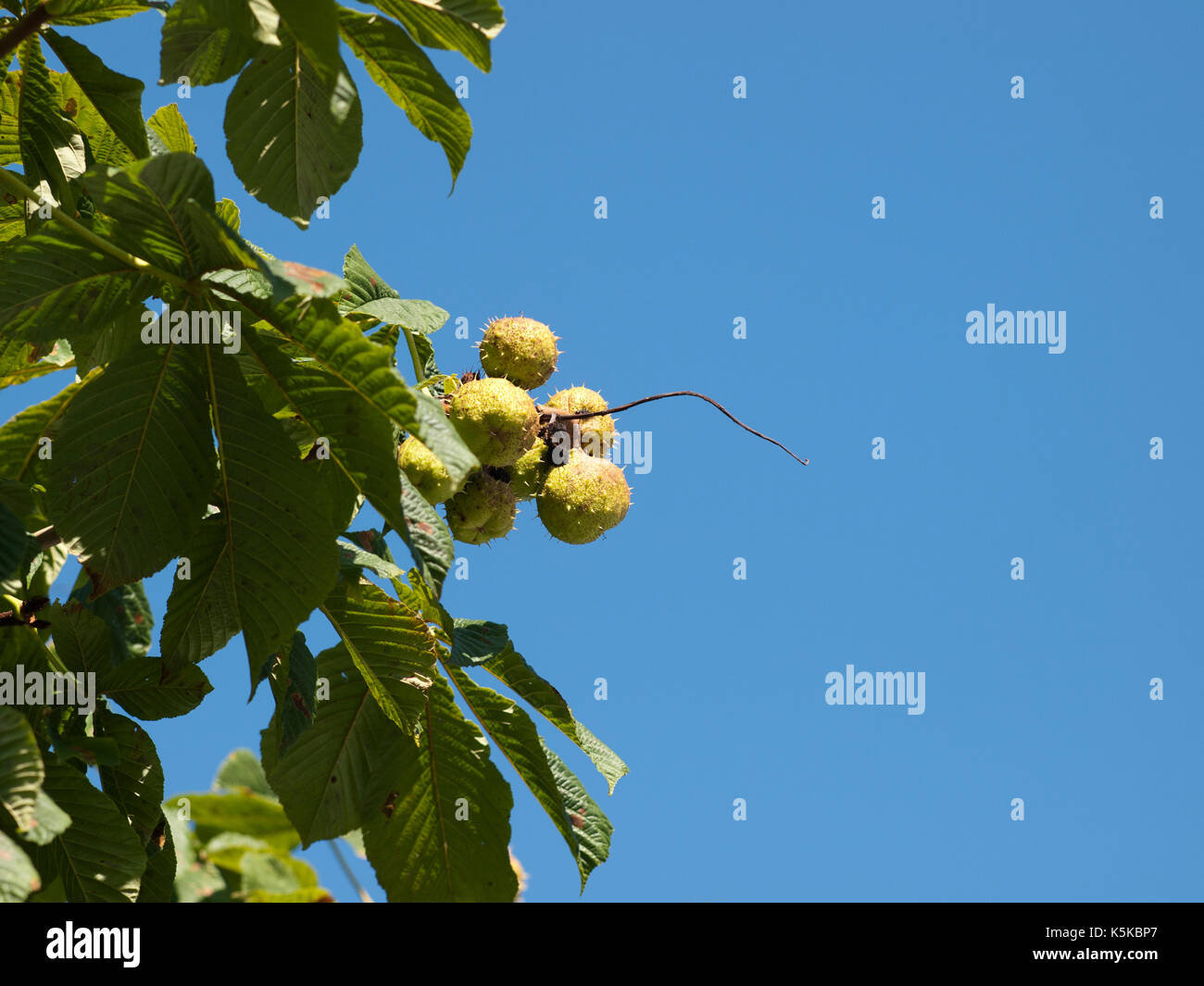 Bunch of conkers on a Horse Chestnut Tree (Aesculus Hiocastanum) in Barnstaple, set against a blue sky Stock Photo