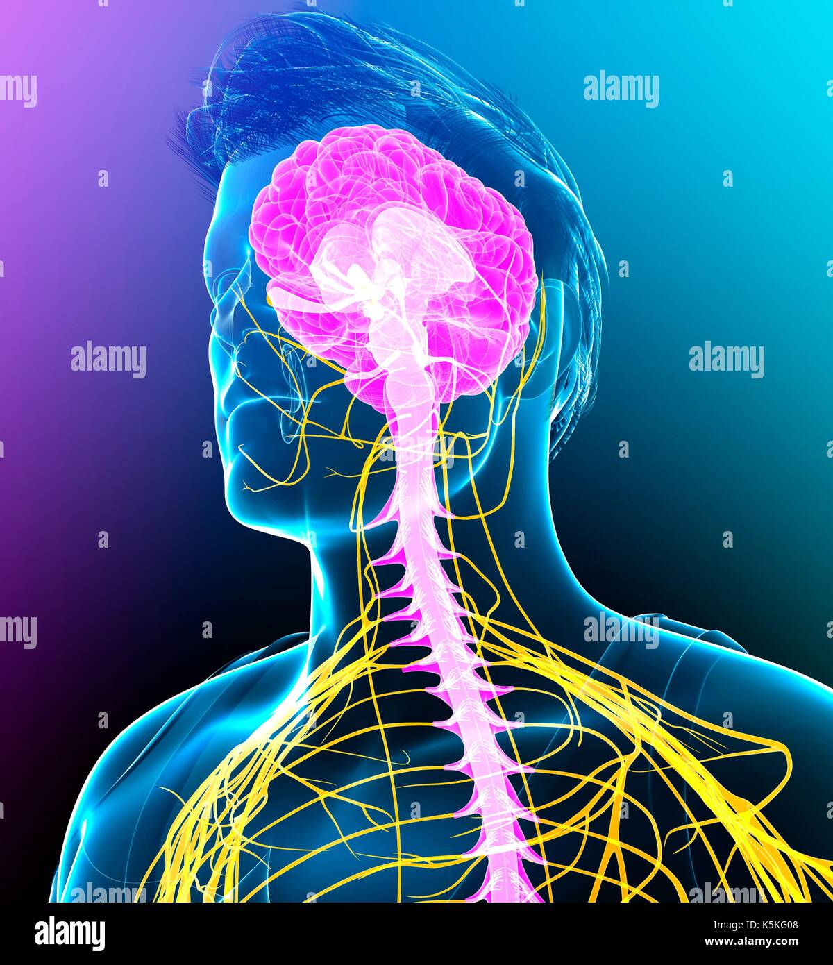 Illustration of male brain and spinal cord Stock Photo - Alamy