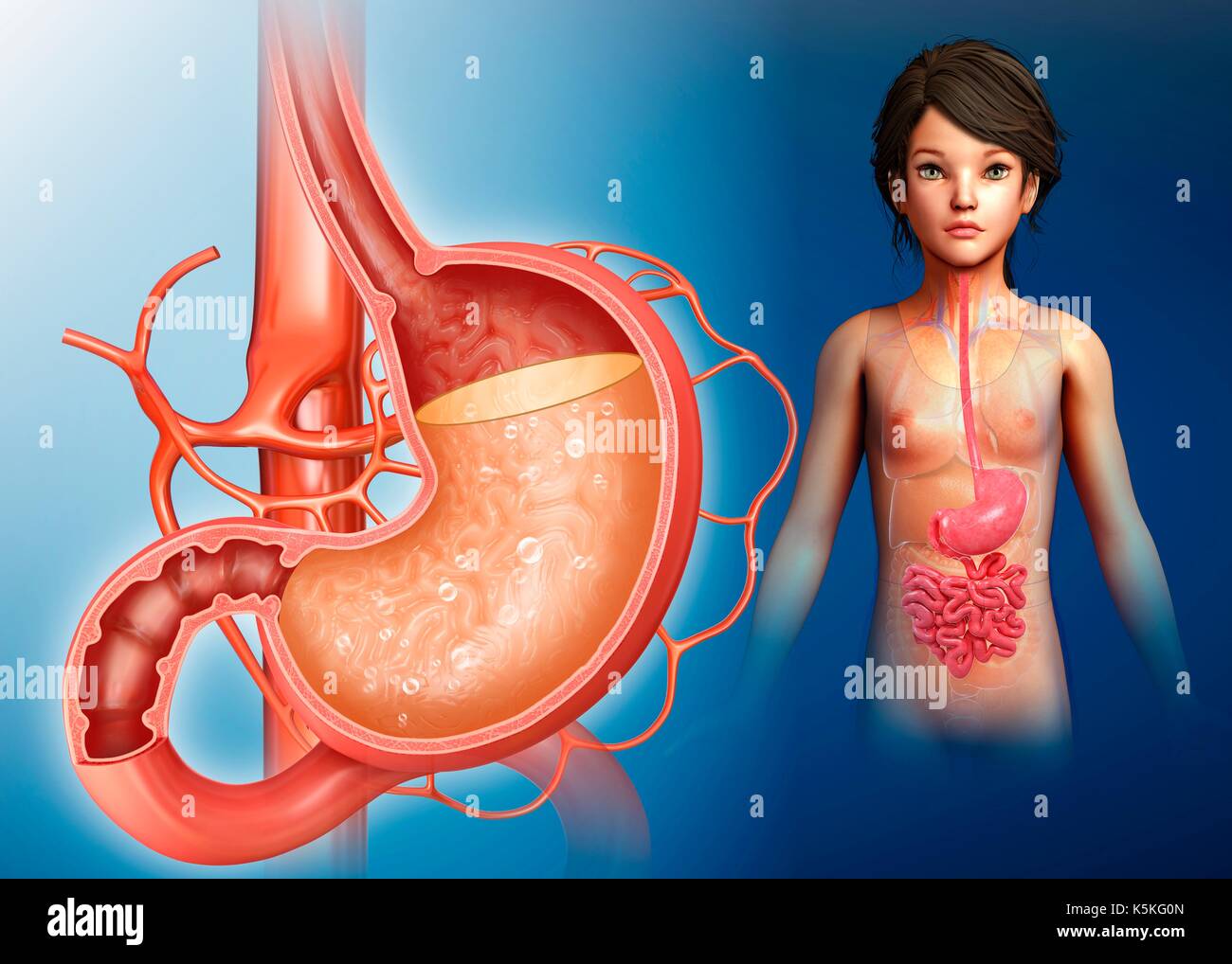 Illustration of a child with stomach acidity Stock Photo - Alamy Illustration of a child with stomach acidity Stock Photo - Alamy