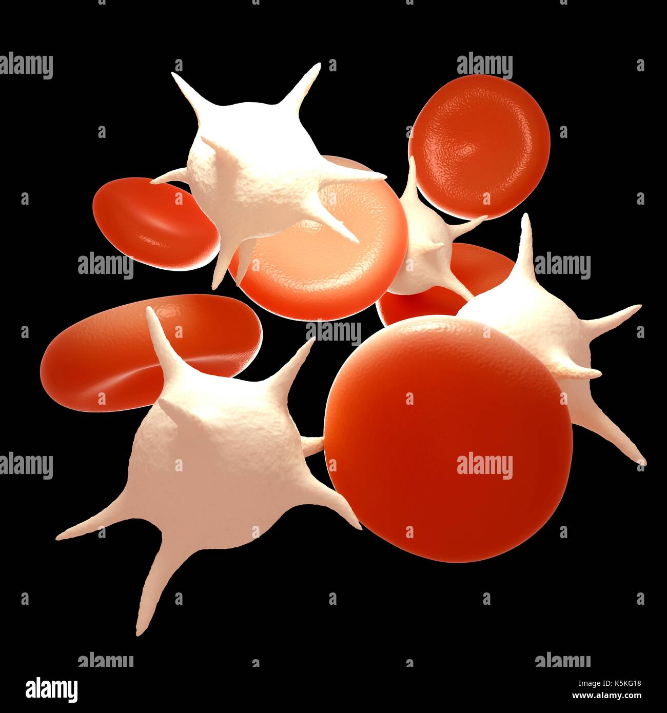 Illustration of red and white blood cells Stock Photo Biology Diagrams