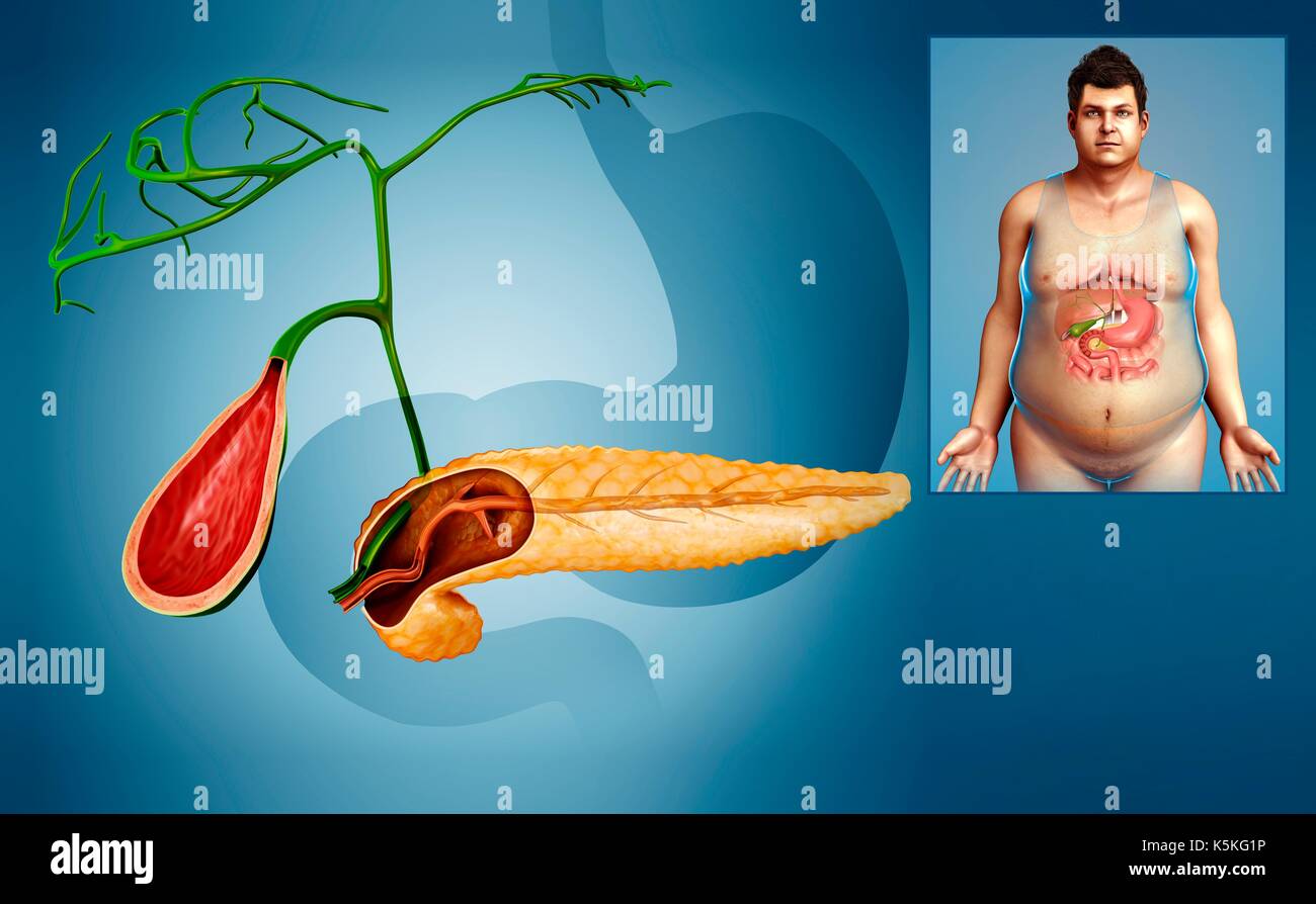 Human Gallbladder And Pancreas Anatomy High Resolution Stock ...