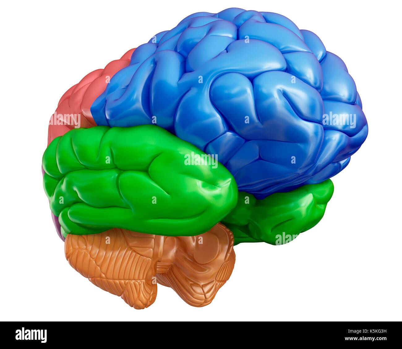 Illustration of human brain regions Stock Photo - Alamy