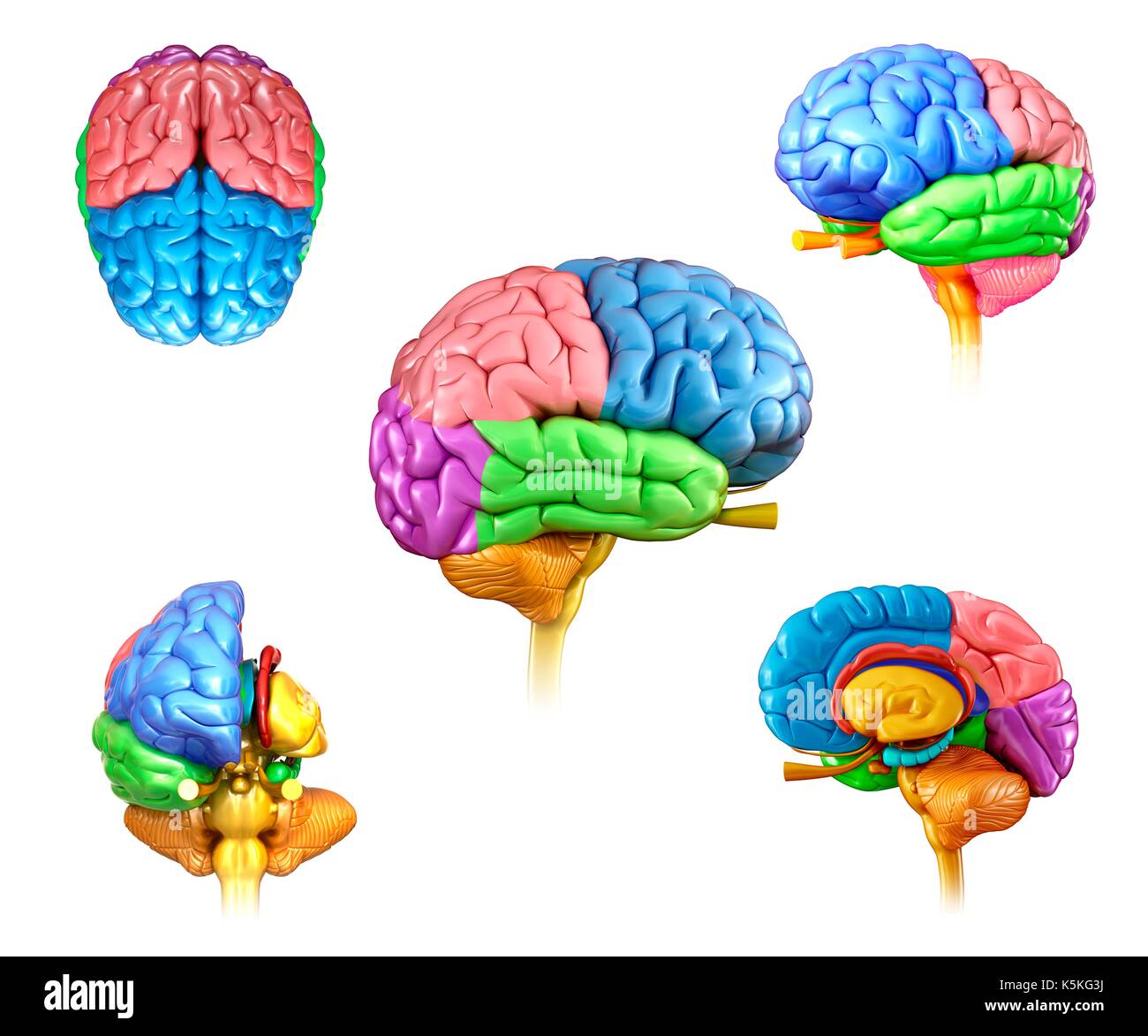 Illustration of human brain regions Stock Photo - Alamy