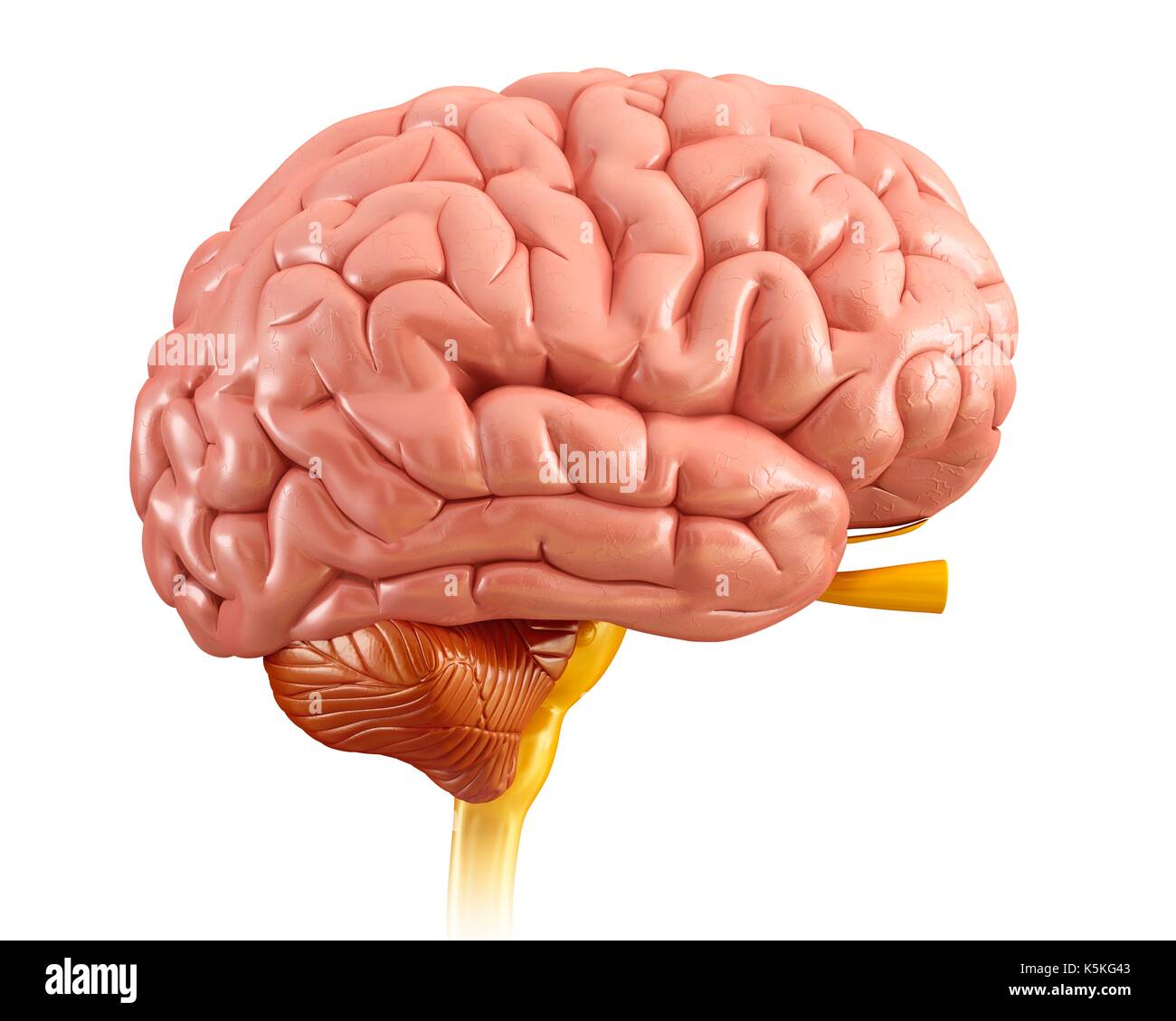 Illustration of human brain anatomy Stock Photo - Alamy