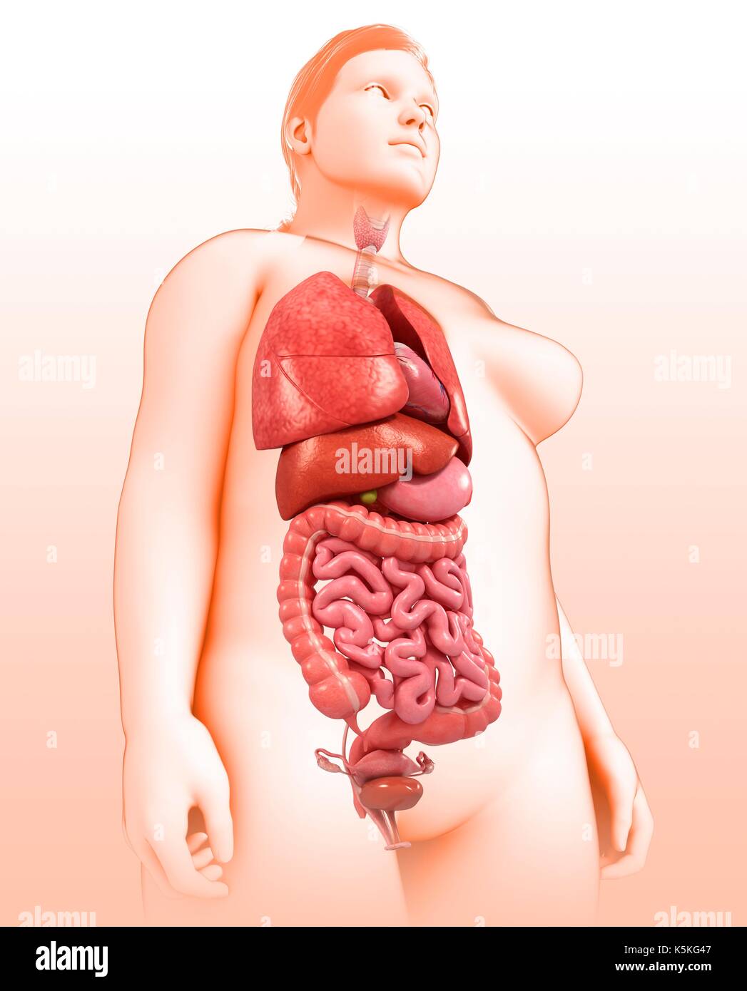 human female body organs