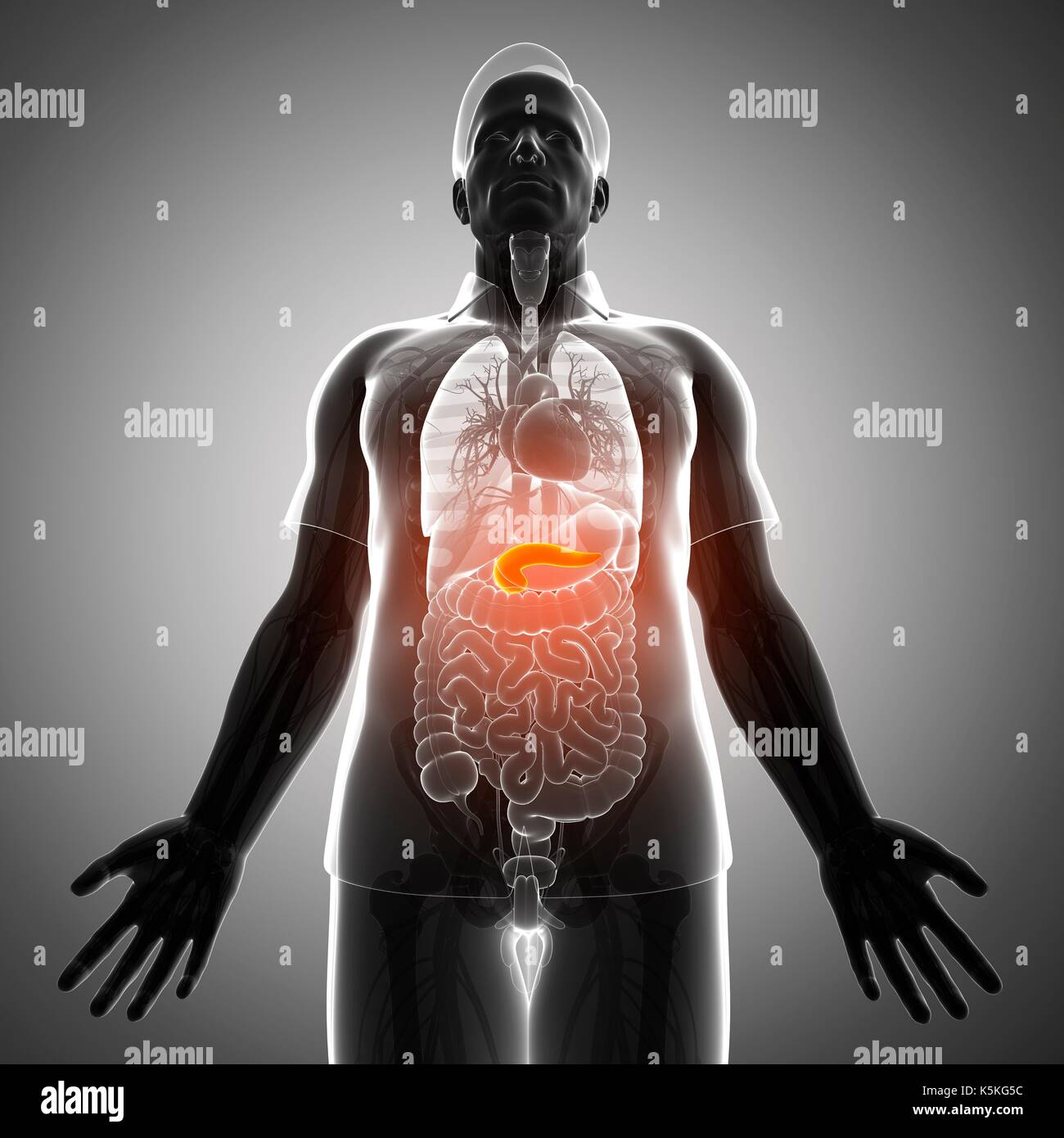 Illustration of male pancreas Stock Photo - Alamy