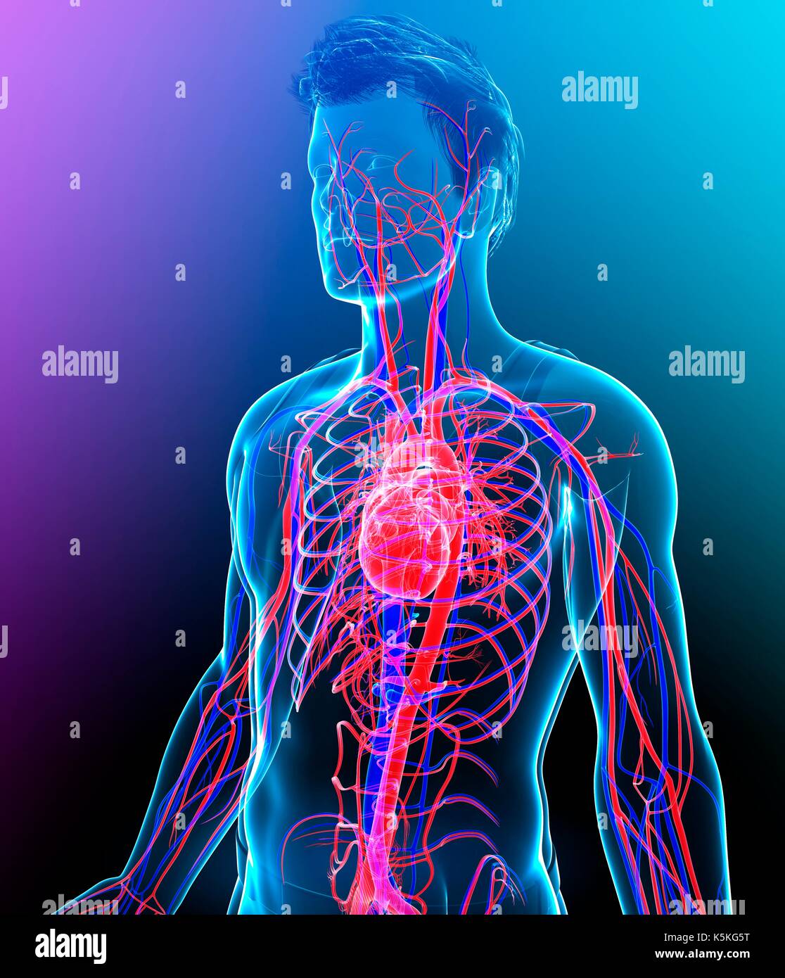 Illustration of male heart Stock Photo - Alamy