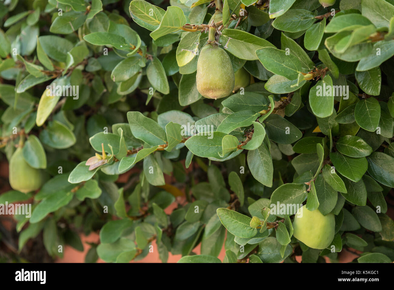 Ficus pumila in a garden hi-res stock photography and images - Alamy