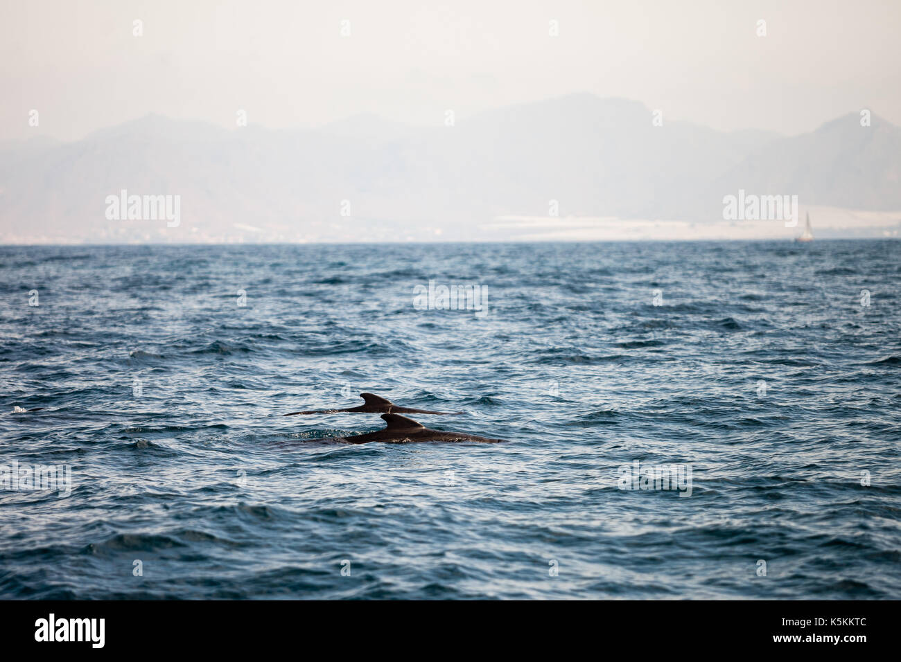 Dolphins and calderon in mediterranean sea Stock Photo
