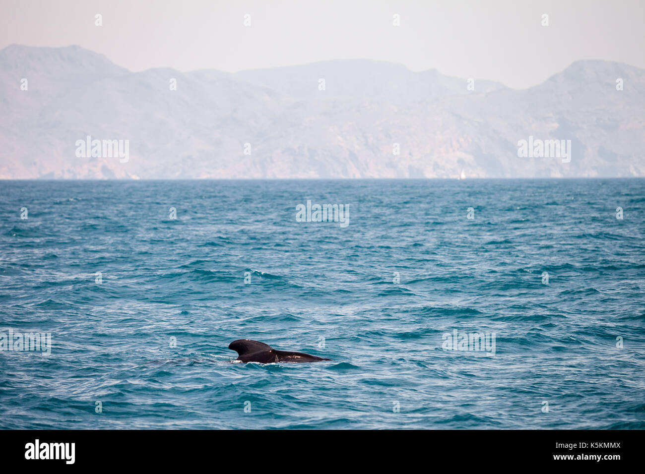 Dolphins and calderon in mediterranean sea Stock Photo