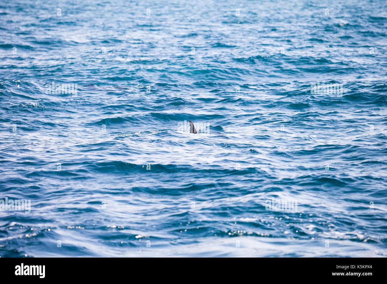 Dolphins and calderons in the sea Stock Photo