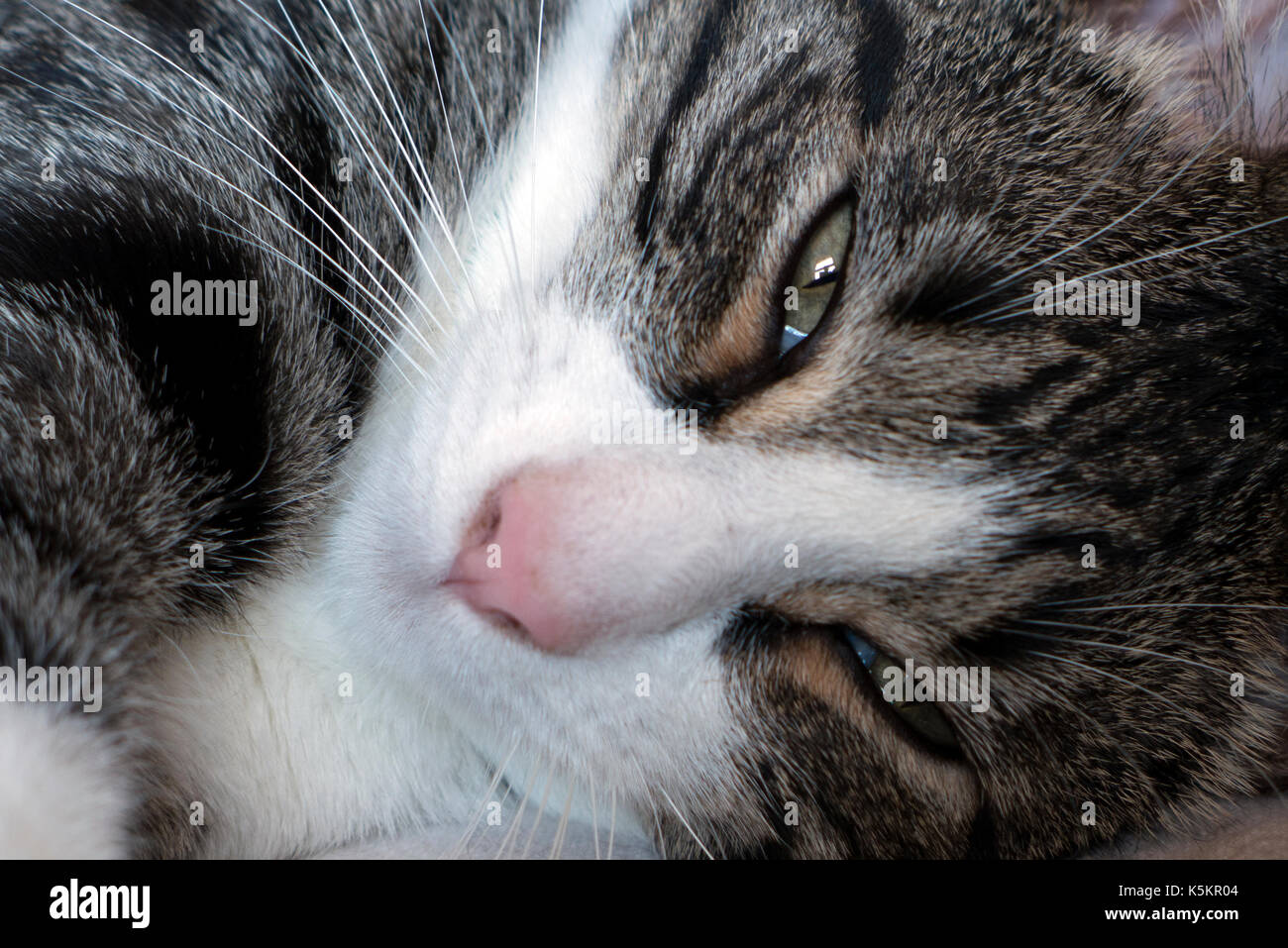 Grey and white cat napping. Stock Photo