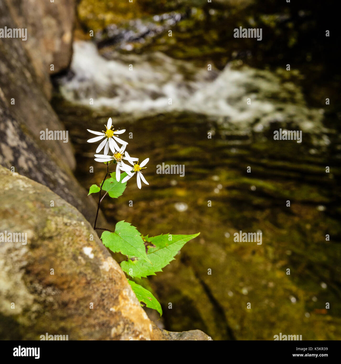 White pedal wild flower growing out of a natual rock wall.  A small rapid from a stream is in the back ground Stock Photo