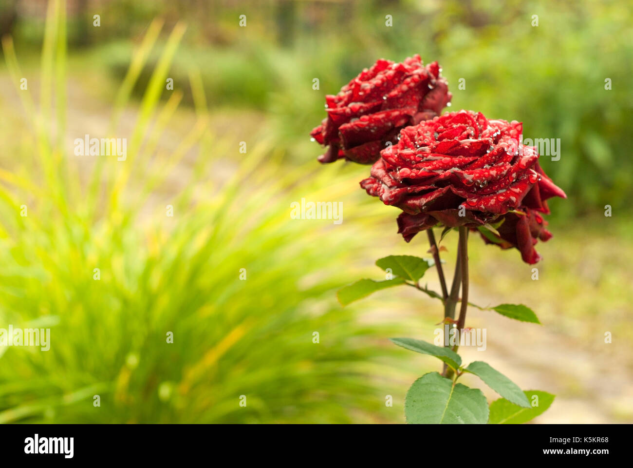 Two bright red roses, covered with rain drops, in the garden. Blurred ...