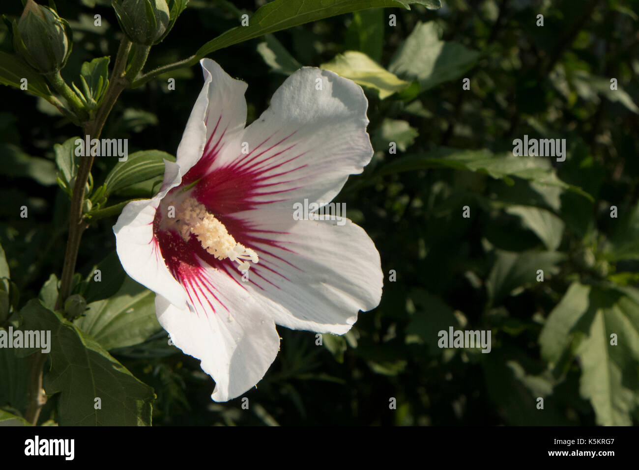 Tampa Bay Rays White Porcelain Flower Pink Hibiscus White
