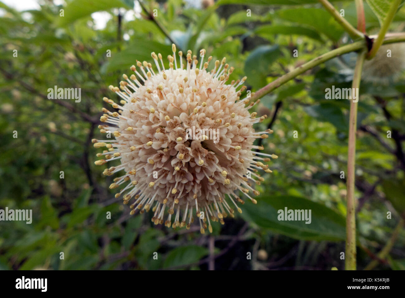 Platanus seed balls. Stock Photo