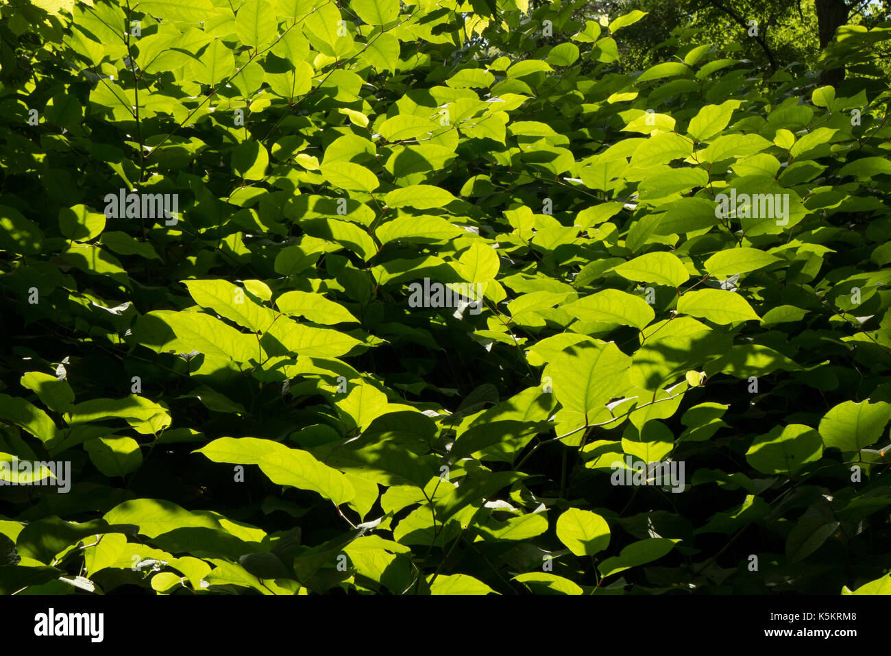 Sun dappled foliage, green leafs. Stock Photo
