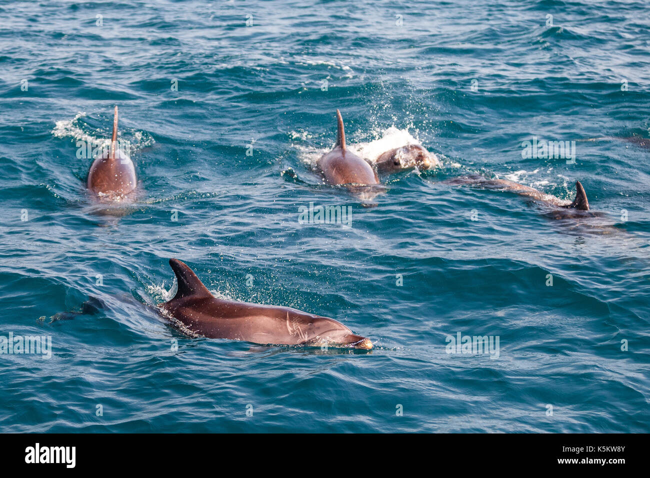 Dolphins and calderons in the sea Stock Photo