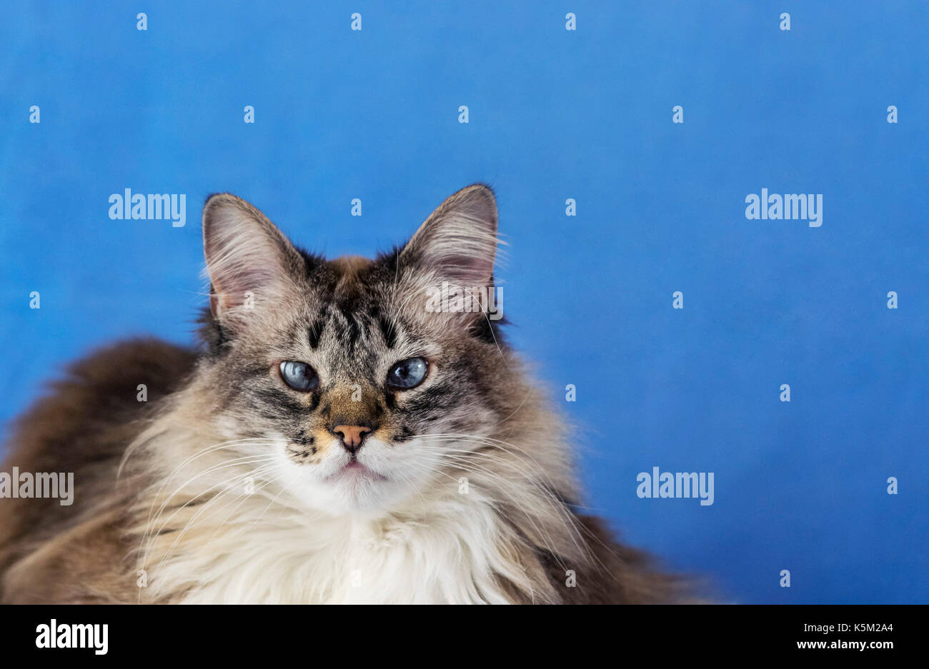 Blue eyed fluffy white and grey cat with long fur hairs, looking directly into camera, yellow nose and pointed ears, on a blue background Stock Photo
