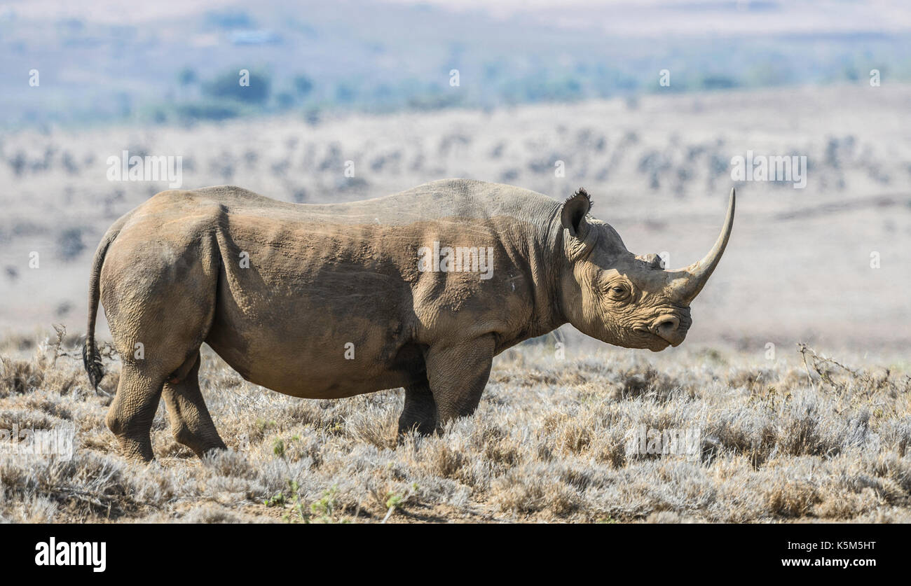Black Rhinoceros, Lewa Wildlife Conservancy, Kenya Stock Photo