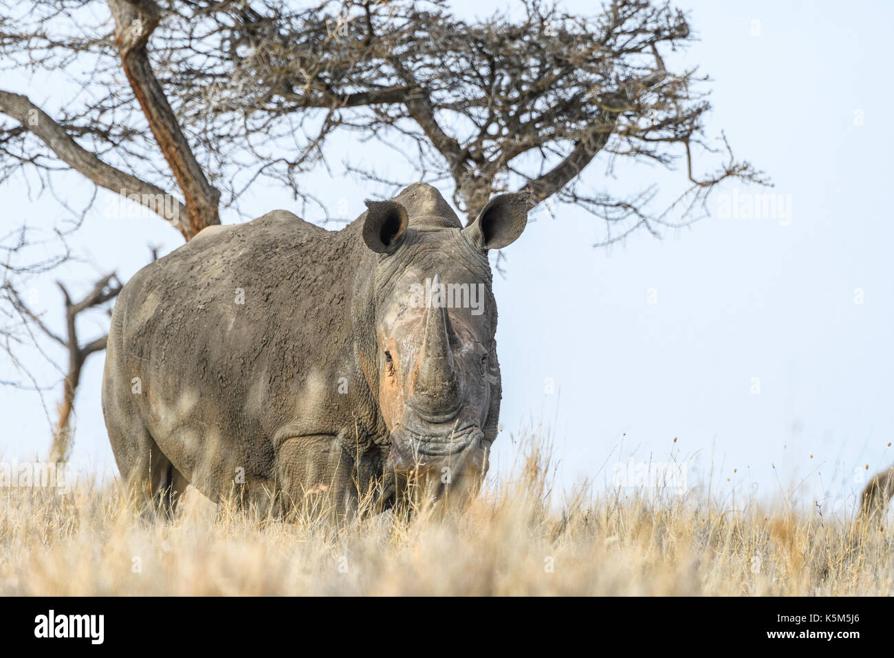 Endangered Southern White Rhino on the plain of Lewa Wildlife Conservancy Stock Photo
