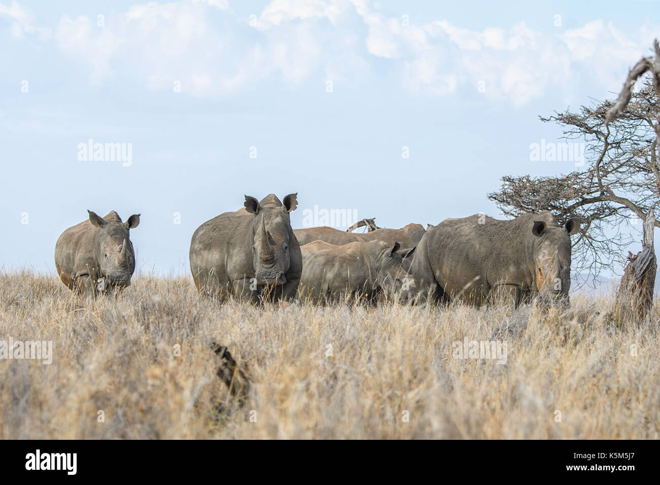 Endangered Southern White Rhino on the plain of Lewa Wildlife Conservancy Stock Photo