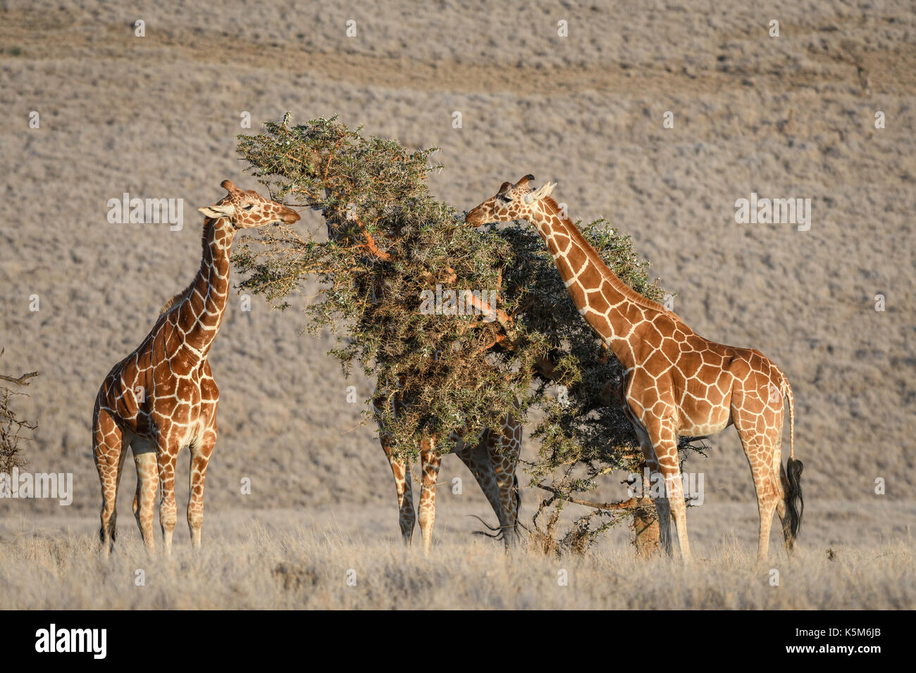 Endangered reticulated Giraffe on the plain of the Lewa Wildlife Conservancy, Kenya Stock Photo