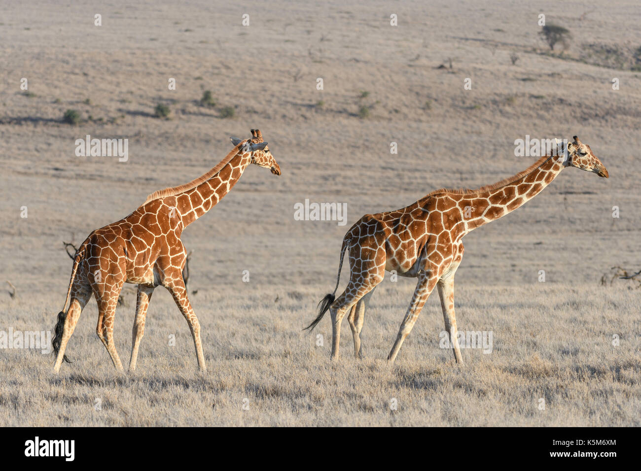 Endangered reticulated Giraffe on the plain of the Lewa Wildlife Conservancy, Kenya Stock Photo