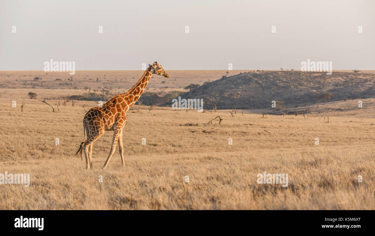 Reticulated Giraffe, Lewa Wildlife Conservancy, Kenya Stock Photo