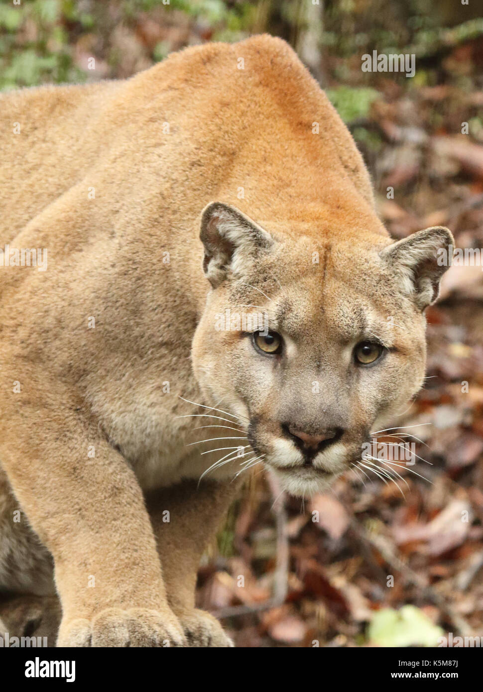 Onvoorziene omstandigheden Zuinig uit Male and female puma hi-res stock photography and images - Alamy