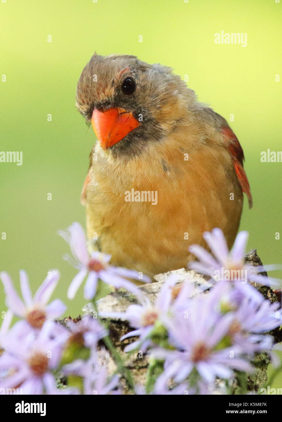 A Northern Cardinal female considering purple flowers Stock Photo Alamy