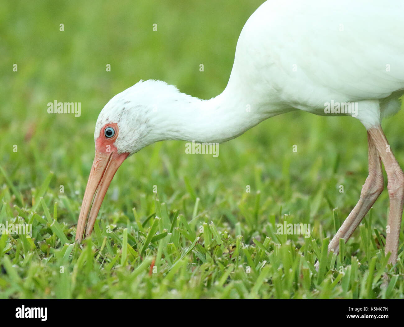 A White Ibis feeding in the Everglades of Florida. Stock Photo