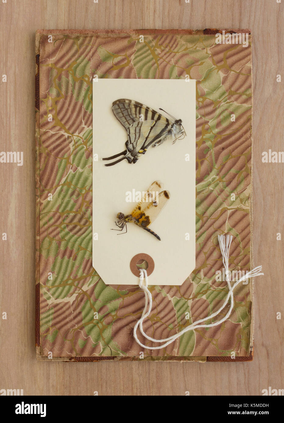 Still life of butterfly and dragonfly samples. Stock Photo