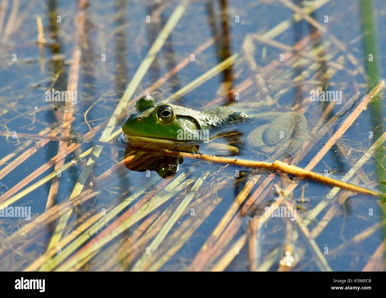 American bullfrog ( Lithobates catesbeianus) sitting on top of a pond Stock Photo