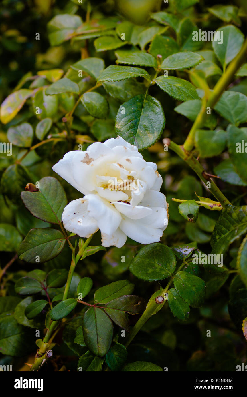 Plant Life Stock Photo
