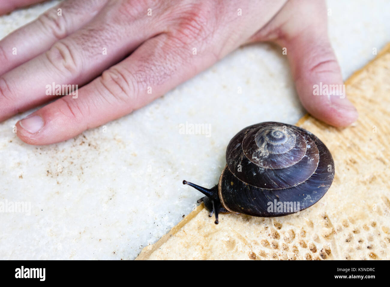 Tropical big snail Stock Photo