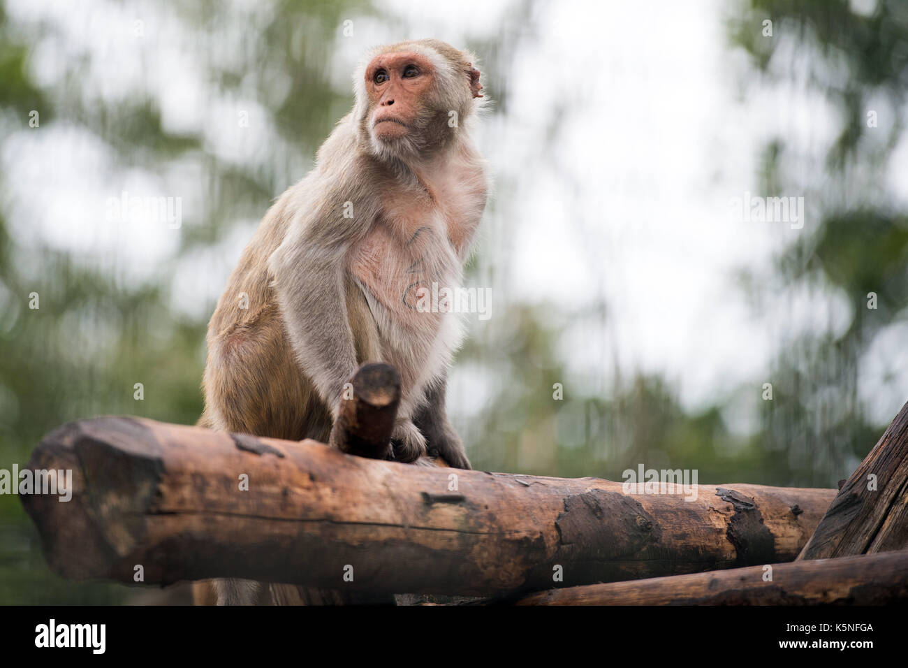 Rhesus monkeys research hi-res stock photography and images - Alamy