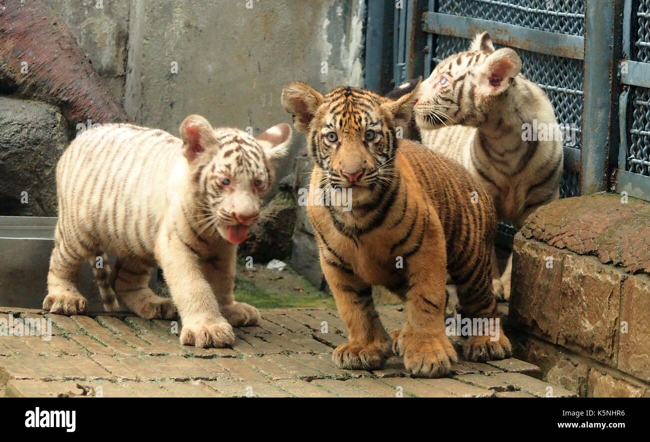 Tiger in beijing zoo china hi-res stock photography and images - Alamy