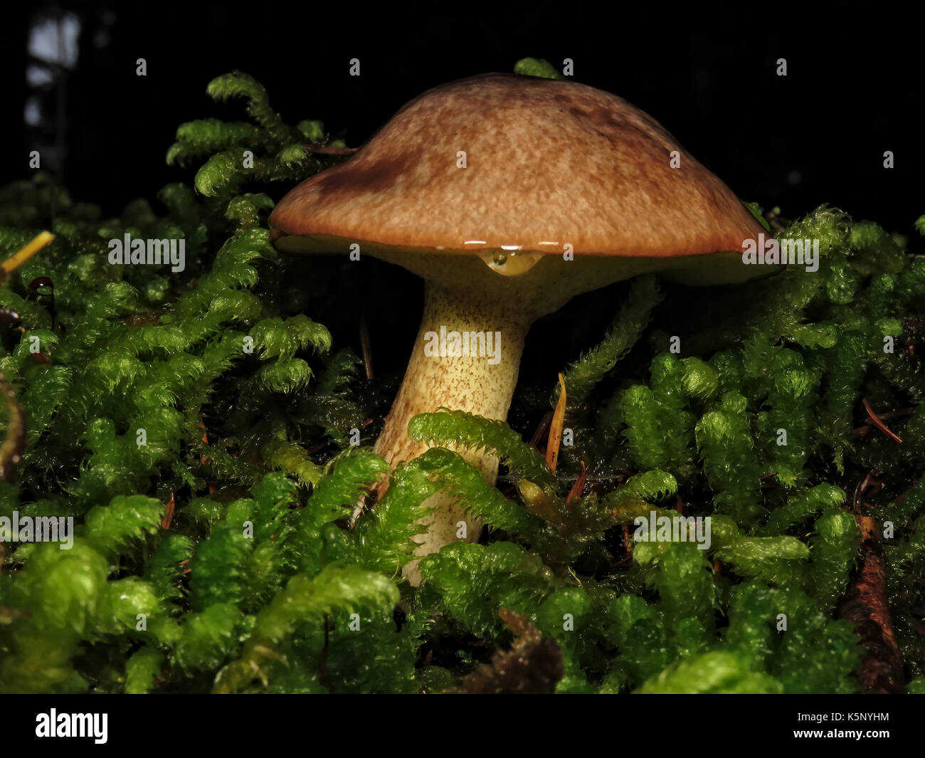 Wild edible mushroom Suillus granulatus (granulated bolete) in October in mossy Wenatchee National Forest, WA, USA Stock Photo