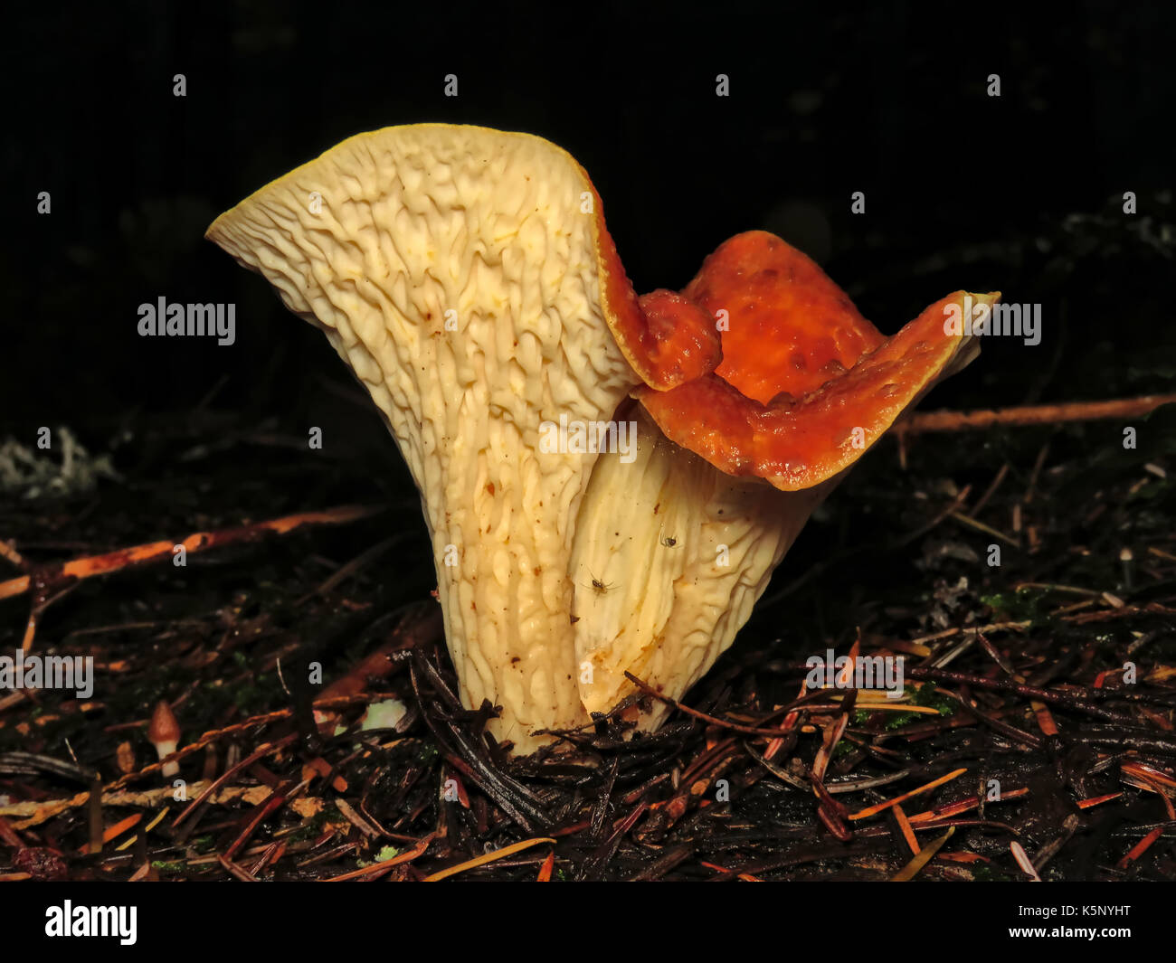 Wild edible (mildly poisonous for many people) mushroom Turbinellus floccosus (scaly or woolly chanterelle) in October in Wenatchee National Forest Stock Photo