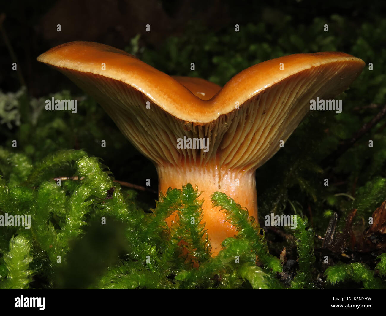 Wild edible mushroom Lactarius deliciosus (saffron milk cap or red pine mushroom) growing in moss in October in Wenatchee National Forest, WA, USA Stock Photo