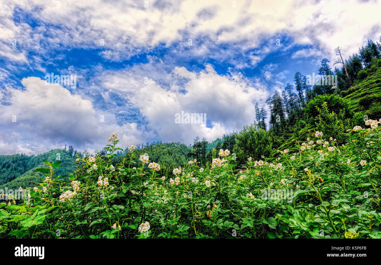 Beautiful scenic deep tropical forest / jungle of Janjehli, Himalayas, India Stock Photo