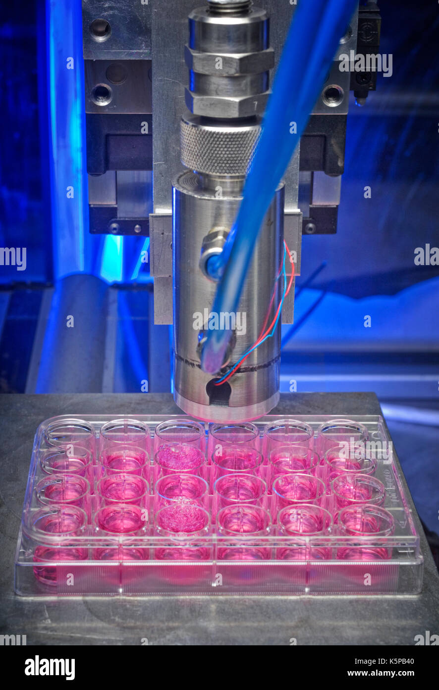 Alginate growth substrate (pink) in the wells of an assay plate are 'printed' with skin cells by minute jets from the nozzle of a bioprinter. Stock Photo