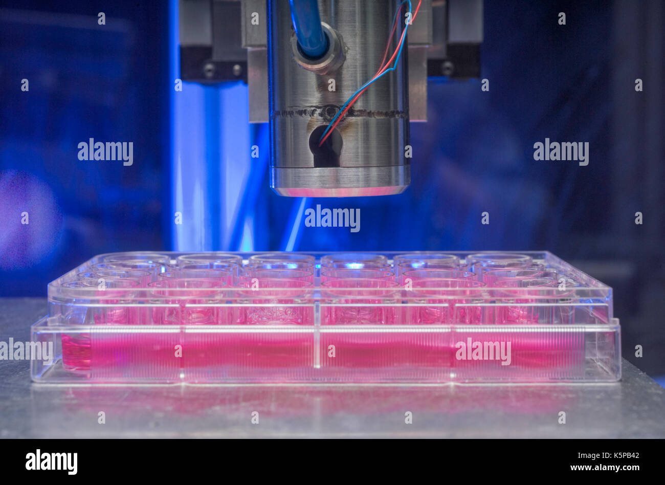 Alginate growth substrate (pink) in the wells of an assay plate are 'printed' with skin cells by minute jets from the nozzle of a bioprinter. Stock Photo