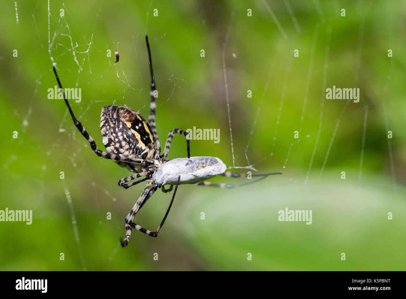 A Banded Argiope Spider (Argiope trifasciata) on its web about to eat its meal, probably a fly, in a dry valley in Malta. Stock Photo