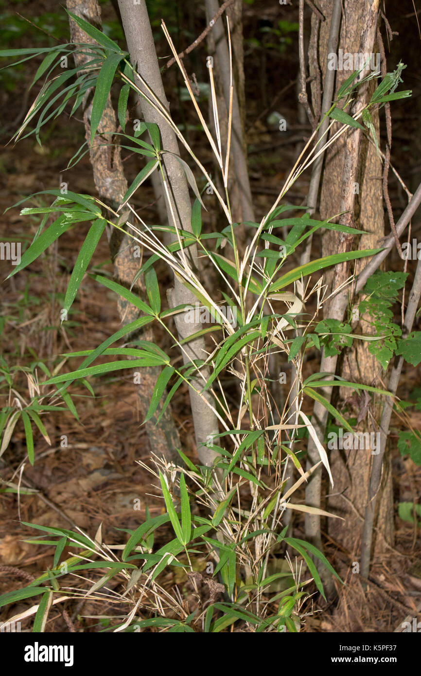 Tall aquatic plant hi-res stock photography and images - Alamy